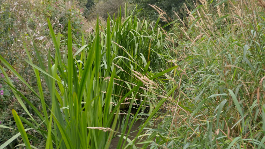 Photo of very overgrown beck